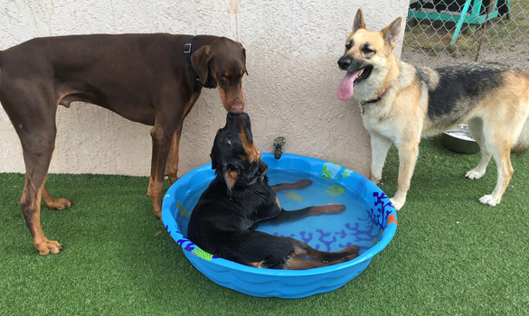 Dog Daycare Winter Haven FL